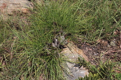 Aloe chortolirioides