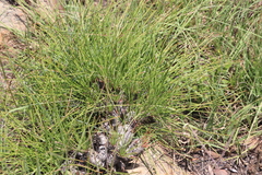 Aloe chortolirioides