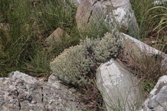 Helichrysum reflexum