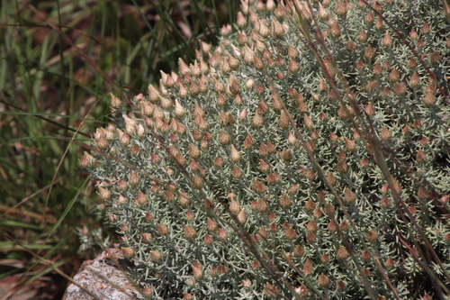Image of Helichrysum reflexum by (c) Tony Rebelo, some rights reserved (CC BY-SA)