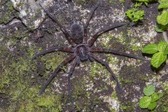 Heteropoda tetrica