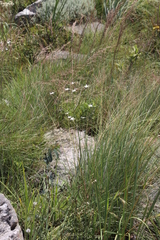 Alepidea