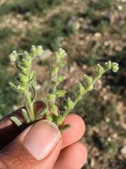 Cryptantha crassisepala