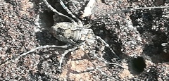 Platybunus