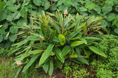 Alpinia koshunensis