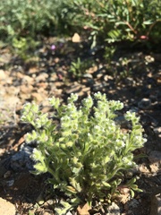 Cryptantha crassisepala