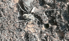 Platybunus