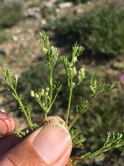 Spermolepis lateriflora