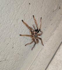 Augacephalus breyeri