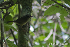 Basileuterus tristriatus
