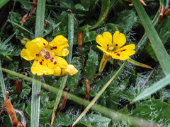 Erythranthe primuloides