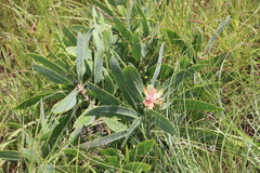 Protea gaguedi