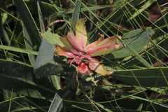 Protea gaguedi
