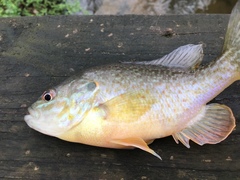 Lepomis gibbosus × cyanellus