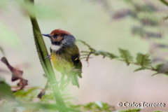 Poecilotriccus ruficeps