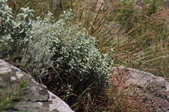 Helichrysum mimetes