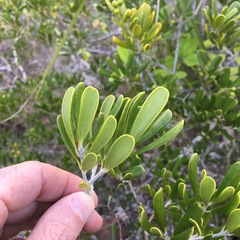 Jacquinia keyensis