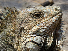 Iguana iguana