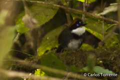 Arremon brunneinucha