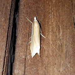 Crambus satrapellus