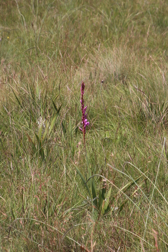 Image of Watsonia pulchra by (c) Tony Rebelo, some rights reserved (CC BY-SA)