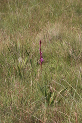 Watsonia pulchra