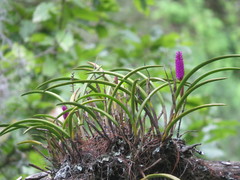 Arpophyllum spicatum