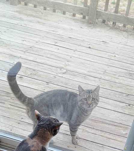 Domestic Cat