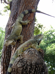 Iguana iguana