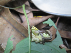 Nystalea ebalea