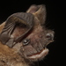 Peale's Free-tailed Bat - Photo (c) Juan Cruzado Cortés, some rights reserved (CC BY-SA), uploaded by Juan Cruzado Cortés