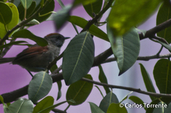 Synallaxis subpudica