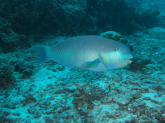 Chlorurus strongylocephalus