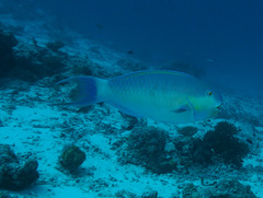 Chlorurus strongylocephalus