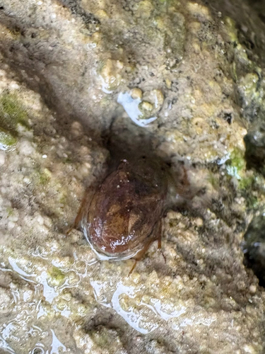 Ambrysus circumcinctus