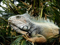 Iguana iguana