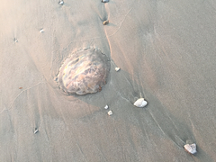 Rhopilema verrilli