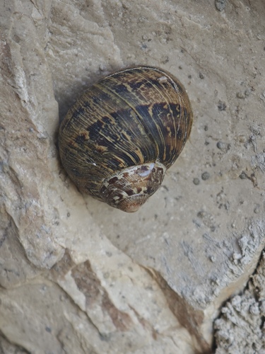 Cornu aspersum