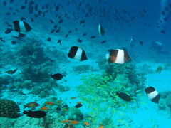 Hemitaurichthys zoster