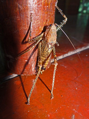 Tettigonioidea