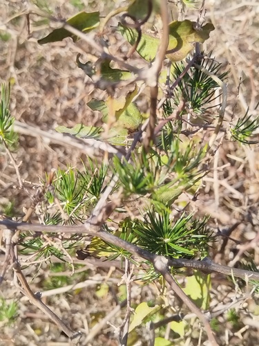Asparagus retrofractus, photograph 5