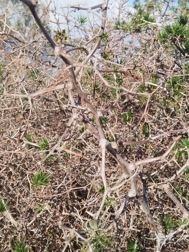 Asparagus retrofractus, photograph 6