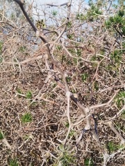 Asparagus retrofractus, photograph (c) Jared Zachary Herman, some rights reserved (CC BY)