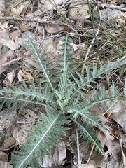 Cirsium arizonicum