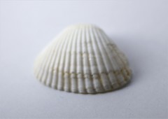 Anadara uropigimelana