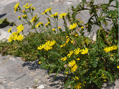 Senecio squalidus rupestris