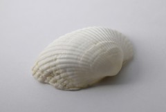 Anadara uropigimelana