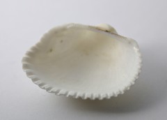 Anadara uropigimelana