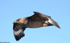 Chilean Skua photo 5