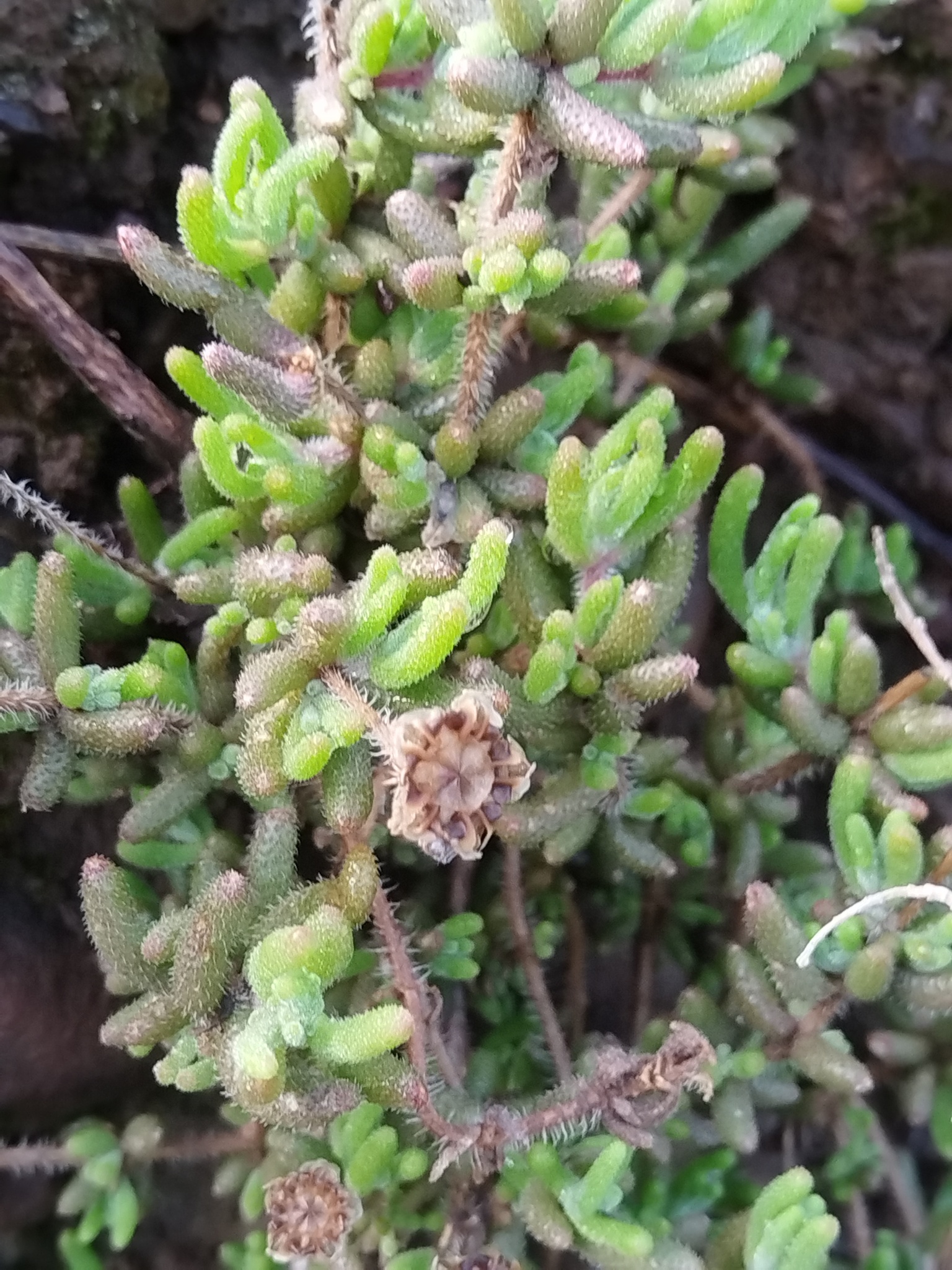 Dewflower